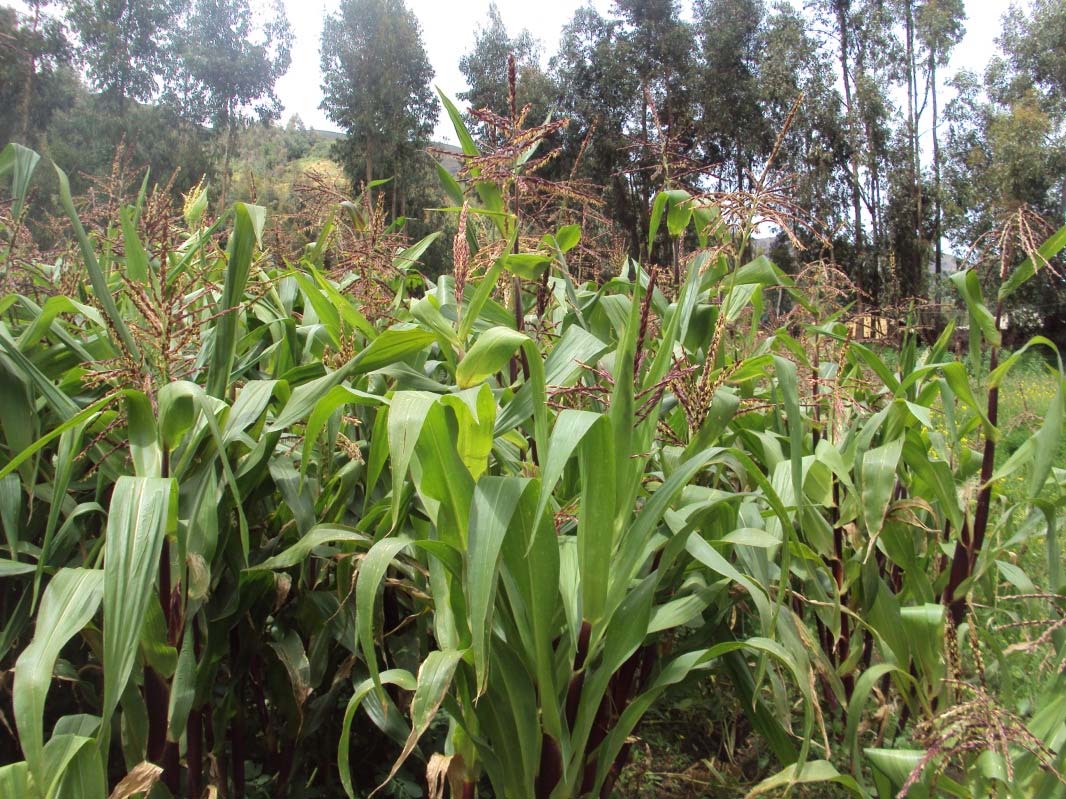 Cultivo de maíz Calendario de siembras del cultivo de Maíz choclo en la provincia de Chupaca (1999/00 2008/09) Porcentaje (%) 45.0 40.0 35.0 30.0 25.0 20.0 15.0 10.0 5.0 0.