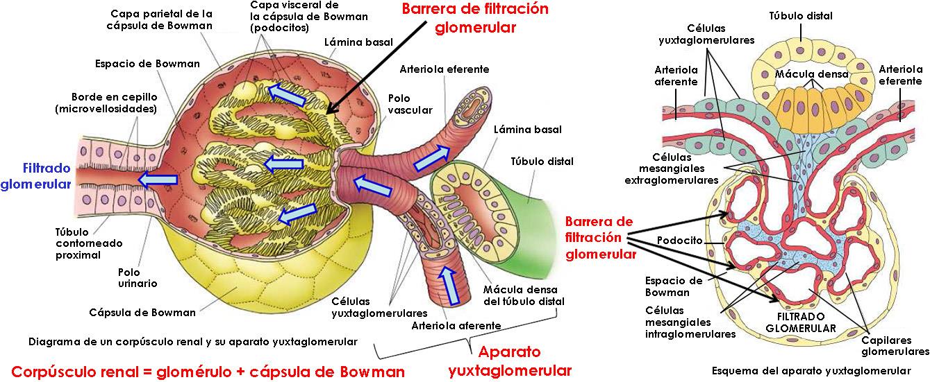 25.2. FILTRACIÓN GLOMERULAR: BARRERA DE FILTRACIÓN GLOMERULAR La filtración glomerular es la salida de líquido (filtrado glomerular) desde los capilares glomerulares a la cápsula de Bowman. 25.2.1.
