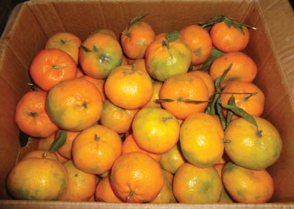 Mandarina de la Sierra Mandarina Citrus reticulata Rutaceae Largo: Cartón 20 lb Cartón 18 cm 36 cm 26 cm