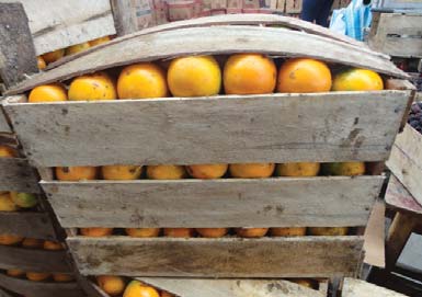 Naranjilla de Jugo Naranja Citrus sinensis Rutaceae Largo: Caja 30 lb Madera 28 cm 41 cm 18 cm Pastaza