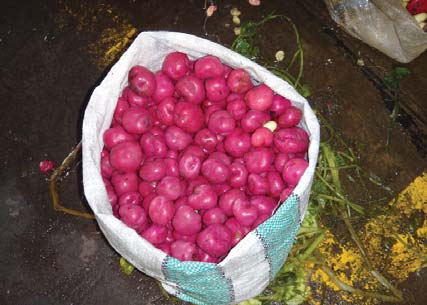 Variedad Rojo Saco 100 lb 90 cm 60 cm Papa Papa Solanum