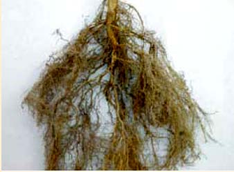 raíces, la planta forma más hojas.