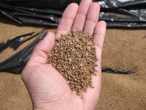 Cada biomasa tiene su uso apropiado Orujillo Uso industrial / eléctrico - Pulverulento - Cenizas 10 % - Humedad 10 20 % - Cloro