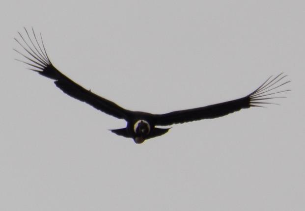 Ficha Nº 3 Cóndor Vultur gryphus Orden: Falconiformes Familia: Cathartidae Abundancia: