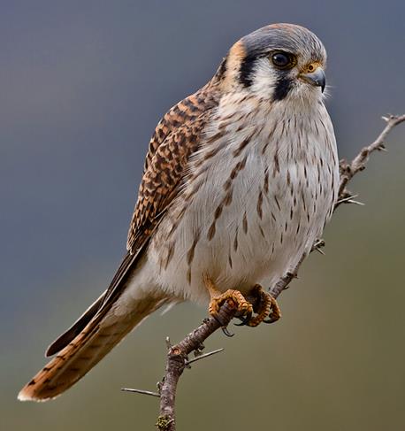 Ficha Nº 5 Halconcito colorado Falco sparverius Orden: Falconiformes