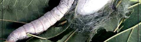 Para la fabricación de seda primero se separan las fibras del capullo con aplicaciones