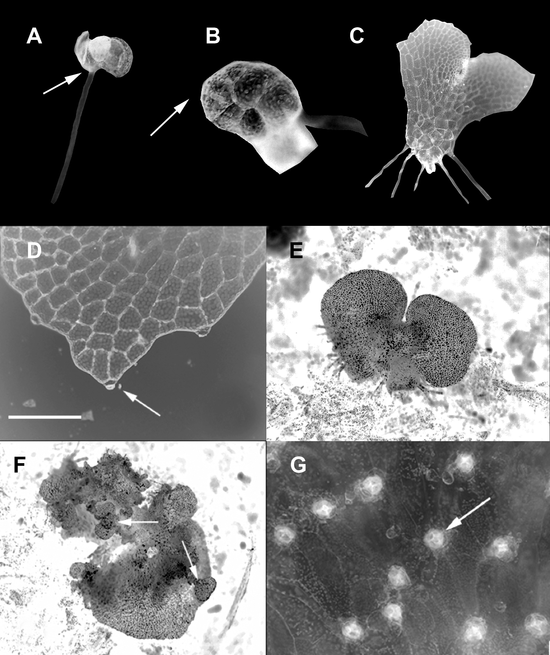 Gayana Bot. 73(2), 2016 FIGURA 2. Patrón de desarrollo morfológico y caracteres principales de los gametófitos de Blechnum arcuatum.