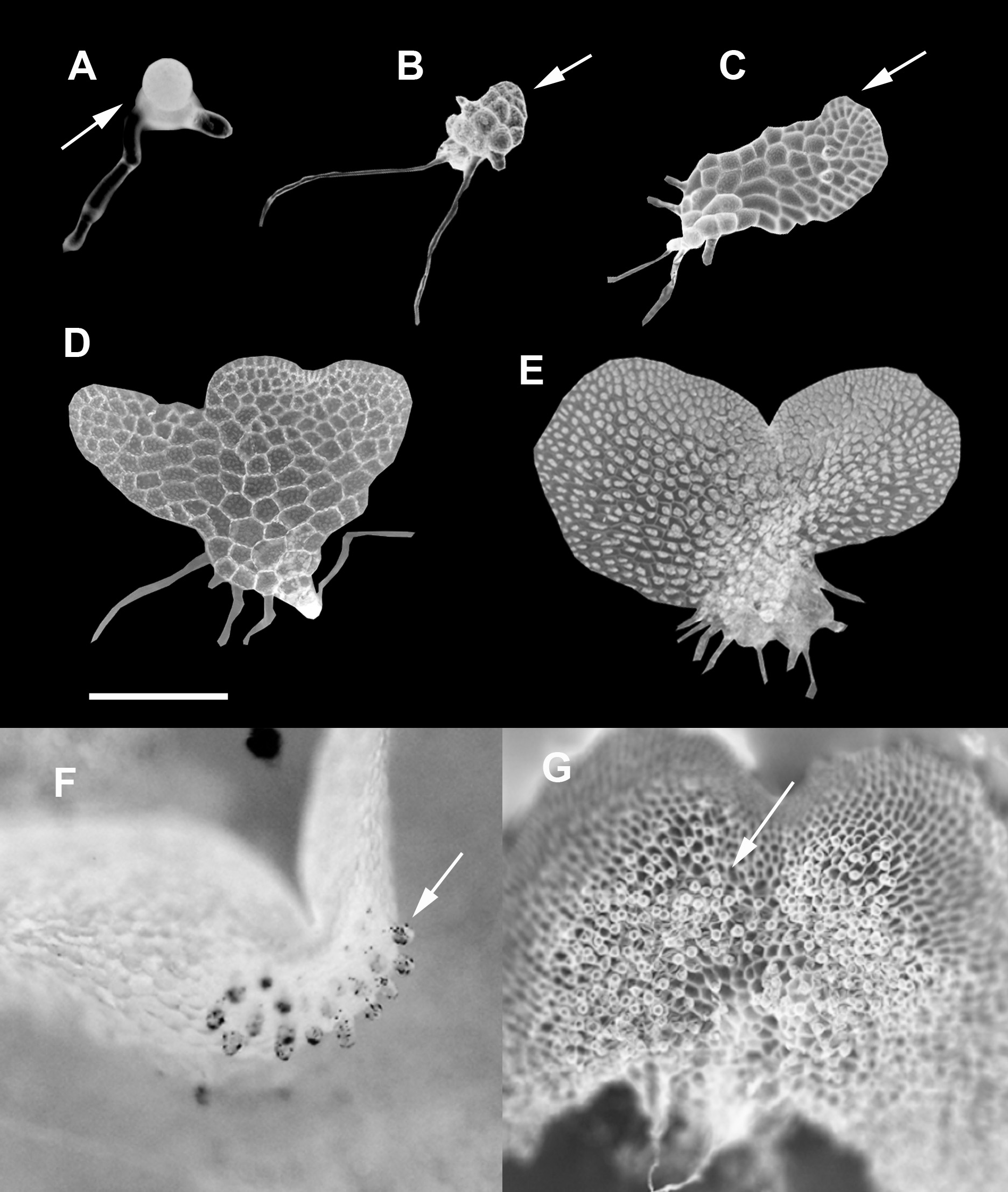 Gametófitos de Blechnum arcuatum y Pteris semiadnata: SERAL, A. ET AL. FIGURA 3. Patrón de desarrollo morfológico y caracteres principales de los gametófitos de Pteris semiadnata.