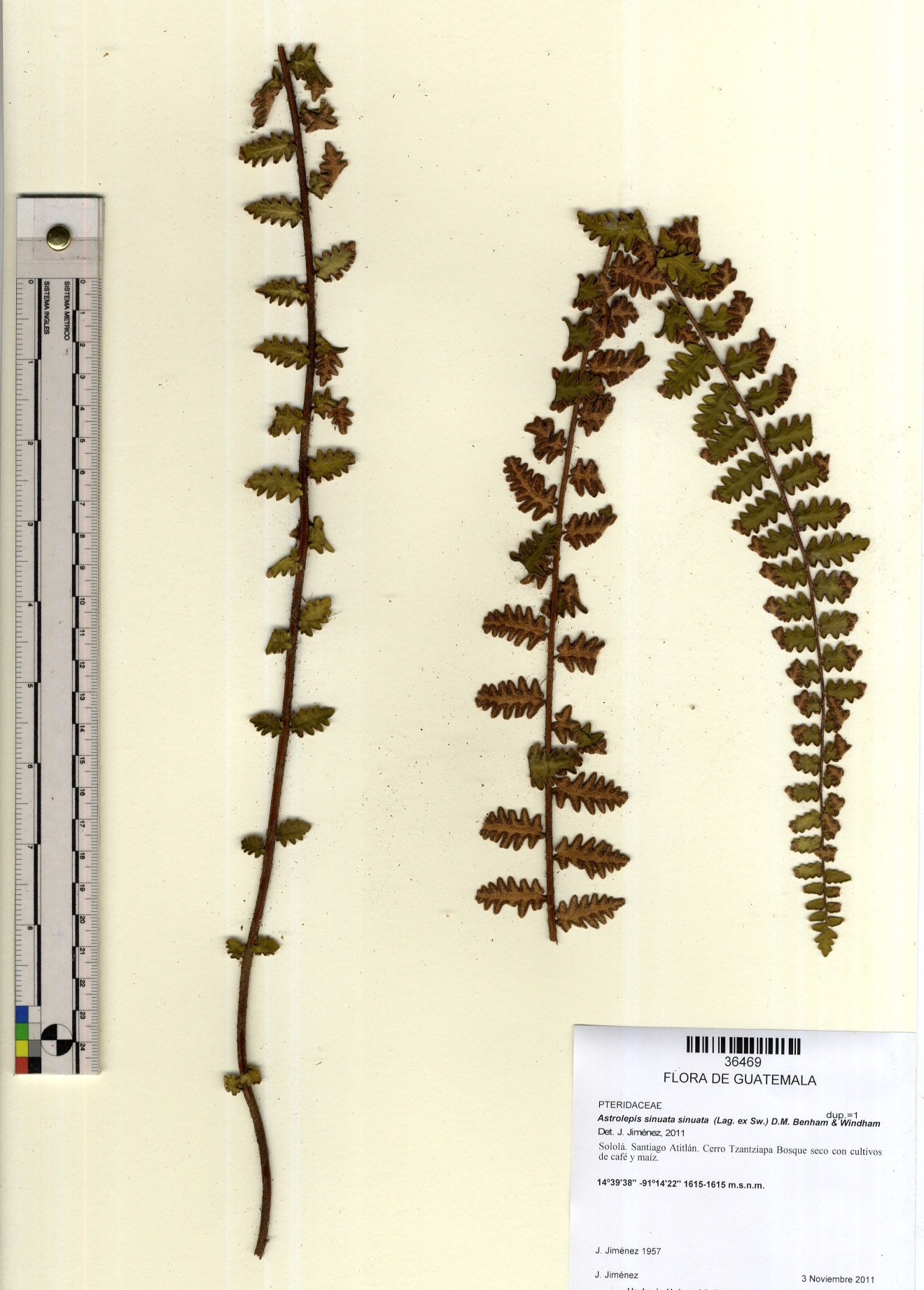 Figura 2. Espécimen del Herbario USCG número 36,469, correspondiente a la especie Astrolepis sinuata (Lag.