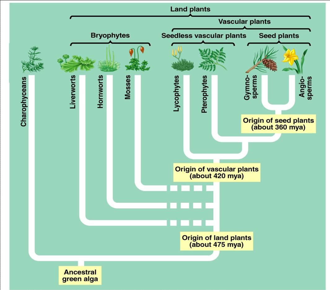 Embryophyta = Plantas terrestres