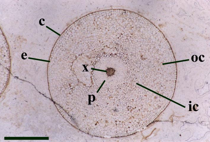 Protraqueófitas (= Horneophytopsida) Xilema con células sin