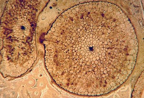 Traqueófitas: Rhyniopsida
