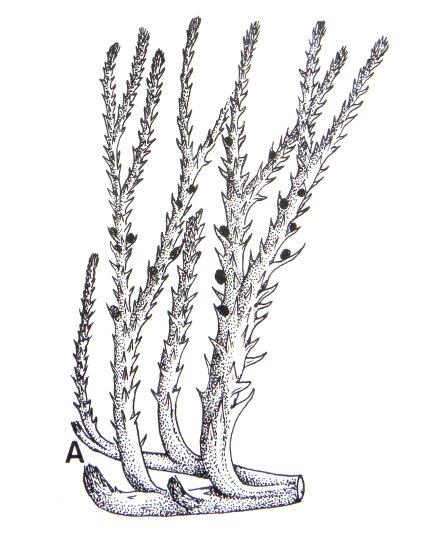 Traqueófitas: Lycopodiopsida Drepanophycales Drepanophycus enaciones