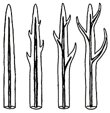 Traqueófitas: Lycopodiopsida Zosterophyllum