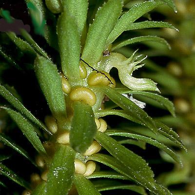 Traqueófitas: Lycopodiopsidas actuales Lycopodiales: Huperziaceae Esporangios no reunidos en