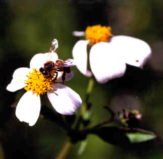 FLORA NECTARIFERA Y POLINIFERA EN EL ESTADO DE CHIAPAS MASTIS Aprovechamiento: Néctar y polen.