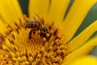 FLORA NECTARIFERA Y POLINIFERA EN EL ESTADO DE CHIAPAS ARNICA Aprovechamiento: Néctar y polen.