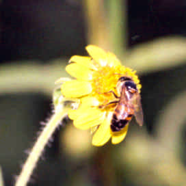 FLORA NECTARIFERA Y POLINIFERA EN EL ESTADO DE CHIAPAS BORRAJON Aprovechamiento: Néctar y polen.