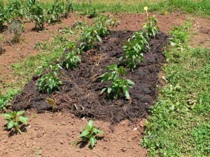 3.2 Medidas que limitan la capacidad de las plantas no cultivadas Siembra y laboreo: se trata de arar el suelo, regarlo y en vez de sembrar dejar que las semillas de las malezas germinen para después