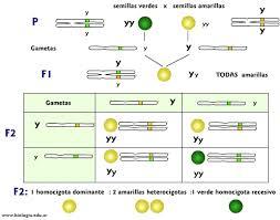 Genes Dominantes Y Recesivos QUE ES UN GEN DOMINANTE En la genética el gen dominante se refiere al miembro de un par alélico que se manifiesta en un fenotipo, tanto si se encuentra en dosis doble,