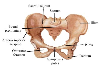 Canal del parto Pelvis ósea - Constituida por dos huesos iliacos o coxales, el sacro y el cóccix - Se articulan a nivel de la sínfisis del pubis, las articulaciones sacroilíacas y las articulaciones