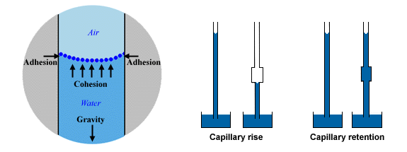 Capilaridad La capilaridad es una propiedad del agua que se debe tanto a la adsorción como a la tensión superficial provocada por la cohesión.