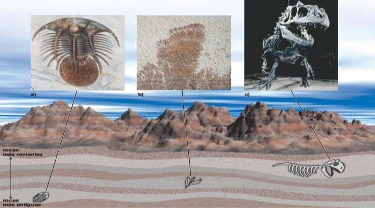 EVIDENCIAS A FAVOR DE LA EVOLUCIÓN FÓSILES Cualquier parte o rastro de un organismo que se conserva en una roca o en sedimentos es un fósil.
