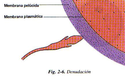 ETAPAS DE LA FECUNDACIÓN a. Penetración de la corona radiada: atraviesan céls foliculares, gracias a hialuronidasa (túnel). b.