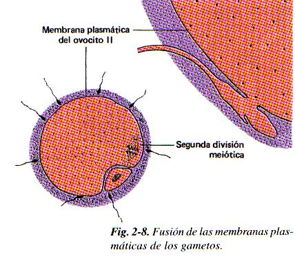 e. Penetración de zona pelúcida: gracias a acrosina generando túnel done entra espermio. f.