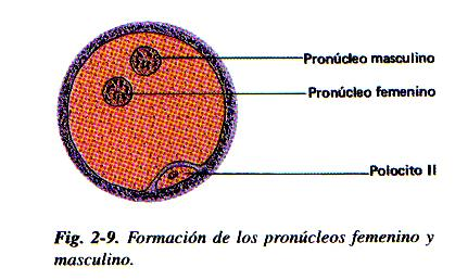 i. Formación de los pronúcleos masculino y femenino: los núcleos haploides van al centro del