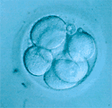 División celular El óvulo fecundado es una nueva célula que vuelve a tener 46 cromosomas, ya que tendrá los 23 cromosomas