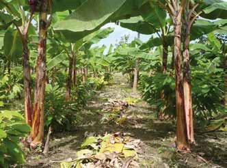 6 ESTABLECIMIENTO Y MANEJO DE UNA PLANTACIÓN DE CACAO Cuando se va a transplantar, rompa la funda plástica haciendo dos cortes en los lados de cada funda en el momento de colocar la planta de cacao