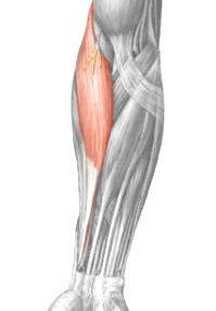 Músculos Posteriores del Antebrazo CAPA SUPERFICIAL Braquiorradial (Supinador Largo) Cresta supracondílea lateral del húmero Cara lateral de la extremidad distal del radio.