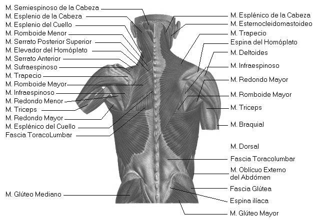 Músculos del tronco En la región ántero-lateral del tórax se encuentran los siguientes músculos: El pectoral mayor, aproxima el brazo hacia al tronco, permitiendo moverlo hacia arriba, adelante y