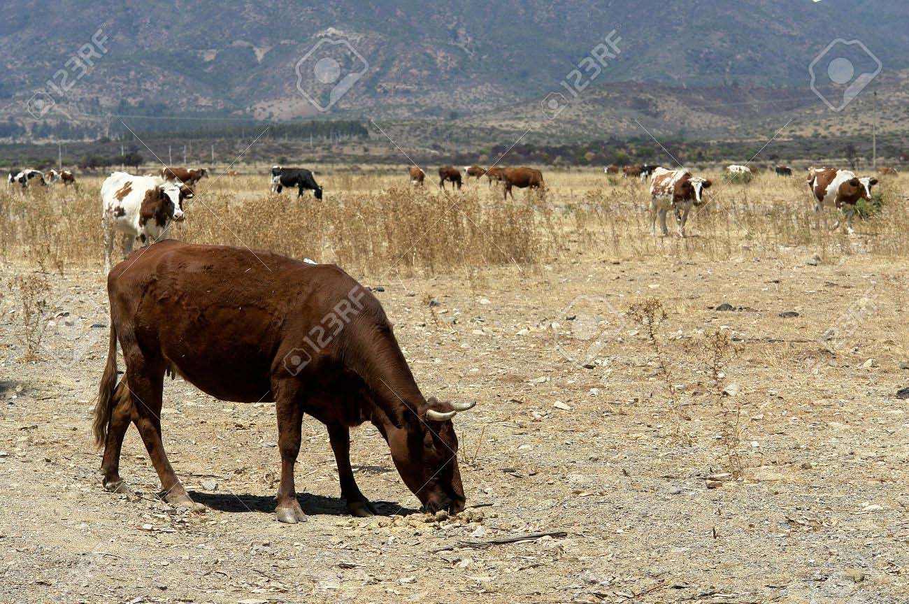 Landscape of field with cattle, cow pasturing, animal domestic.