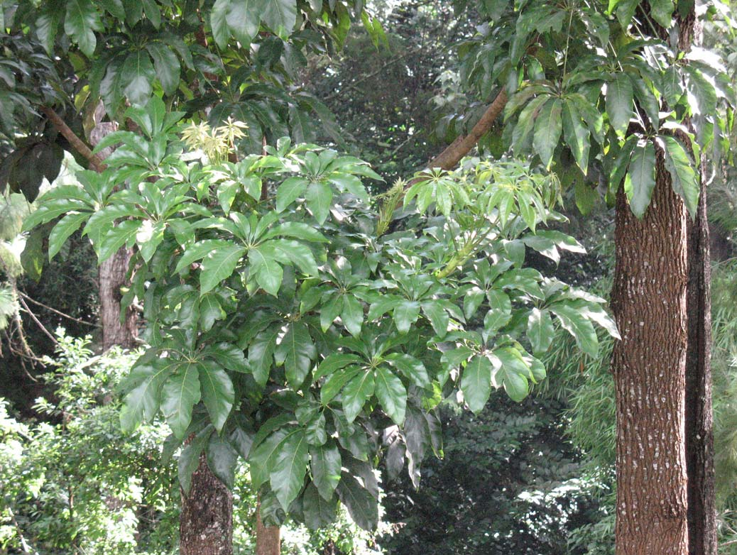 Oreopanax xalapensis (Kunth) Decne and Planch. ARALIACEAE Mazorco Arbol nativo de los bosques montanos de México a Panamá. Sus hojas son digitadas de 5 a 9 foliolos que pueden o no ser aserrados.