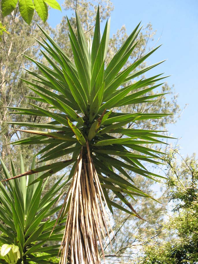 Yucca guatemalensis Baker AGAVACEAE Izote Planta arborescente originaria de México y Guatemala. Su tronco es café, tiene hojas gruesas, filudas con una punta espinuda.
