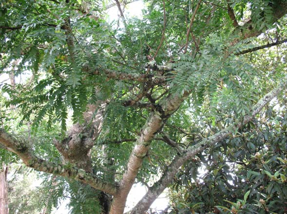 Spondias purpurea ANACARDIACEAE Jocote de corona, jocote Arbol con ramas gruesas nativo de América tropical. Las hojas están compuestas de 5 a 12 pares de foliolos.