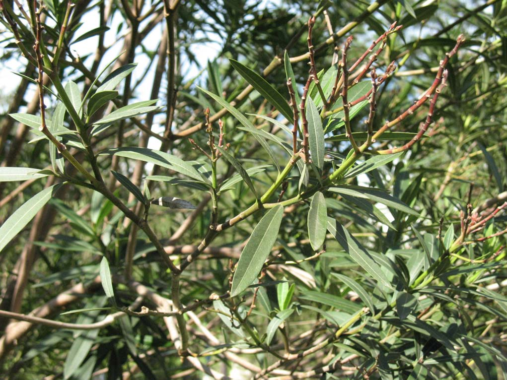 Nerium oleander L. APOCYNACEAE Narciso Arbolo arbusto nativo del Mediterráneo a la China. Tiene savia blanca abundante en el tronco y hojas.