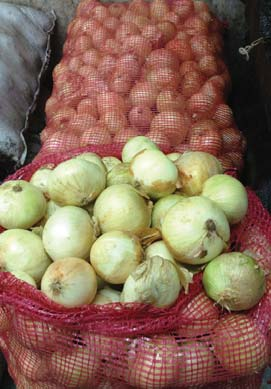 Cebolla Blanca en Rama Cebolla de Rama, Cebolla Larga Allium fi stulosum Alliaceae Atado 5 lb Cotopaxi, Ambato, Ibarra