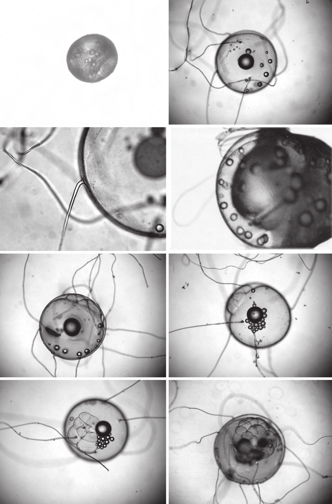 Fig. 1. Desarrollo embrionario de Xenomelaniris brasiliensis.