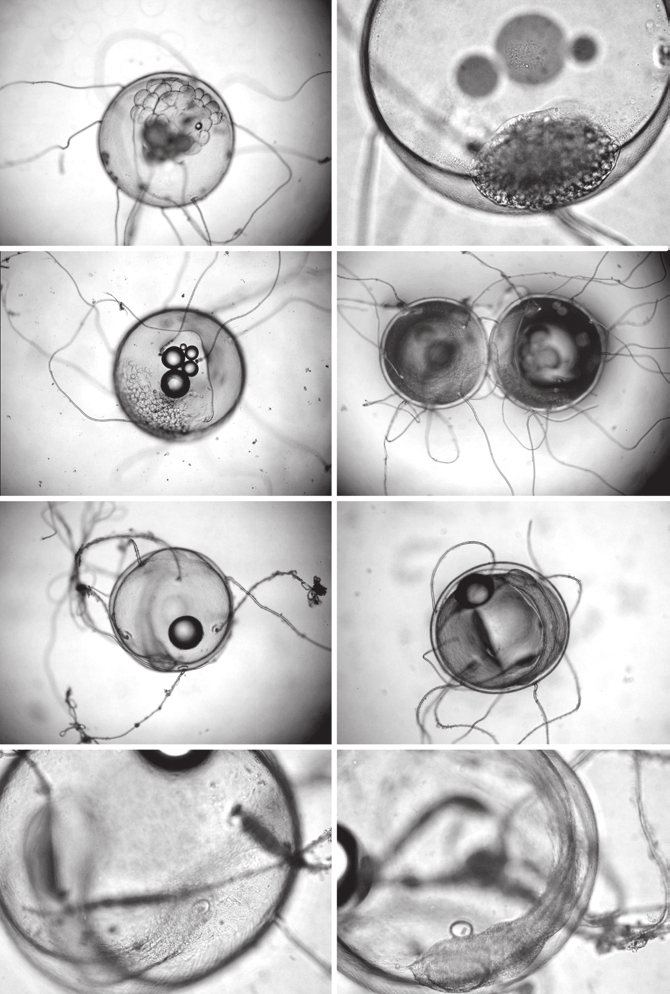 Fig. 2. Desarrollo embrionario de Xenomelaniris brasiliensis.
