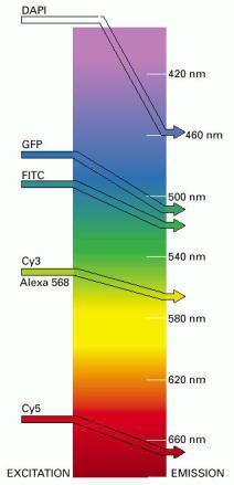 MICROSCOPIA DE FLUORESCENCIA Molécula fluorescente: absorbe luz en una longitud y emite luz en una longitud de onda distinta Dapi, Hoecht = tinción