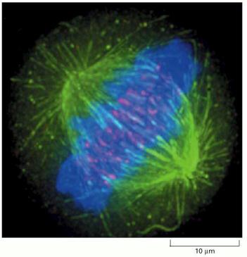 COLOCALIZACIÓN DE MOLÉCULAS Cromosomas: DAPI Microtúbulos: Anticuerpos anti - Tubulina en conejo Segundo Ac Anti