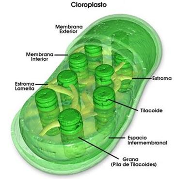 Revisa la estructura interna de un Cloroplasto y observa sus relaciones.