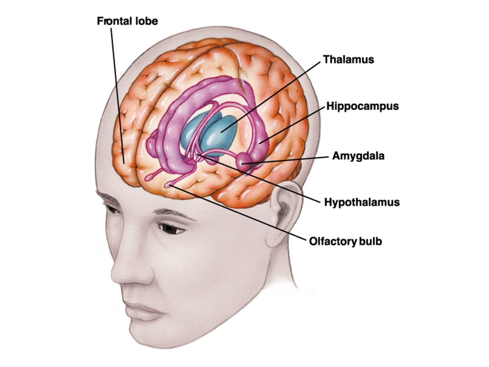 SISTEMA LÍMBICO o CEREBRO EMOCIONAL Debajo de la corteza cerebral (tálamo, hipotálamo, hipocampo, amígdala) Se encarga de gestionar las respuestas a estímulos EMOCIONALES AMÍGDALA:
