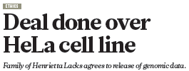 INVESTIGACIÓN BIOMÉDICA EN HUMANOS Antecedentes HeLa(Henrietta Lacks) Las células HeLa son una línea celular inmortal utilizada en investigación científica.