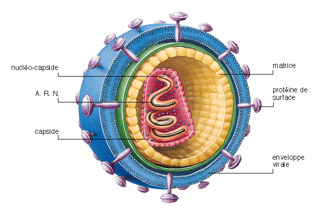 Estructura de un virus Fuente: Lim, 1998.