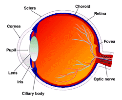 TEMA II EL OJO TEÓRICO I - El ojo como sistema óptico: ojos teóricos. II - La córnea II. - La córnea en el ojo teórico II.