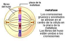 Metafase: a) Los cromosomas se enganchan a las fibras del huso, los cromosomas se ubican en la placa ecuatorial b) Traccionados por las fibras del huso, los